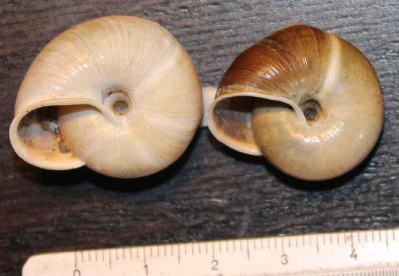 Chilostoma da identificare